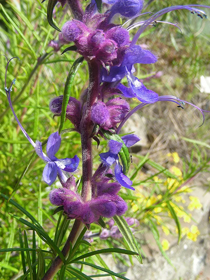 Woolly Blue Curls (Trichostema Lanatum) — or combine with other California natives for a cohesively resilient and beautiful garden aesthetic