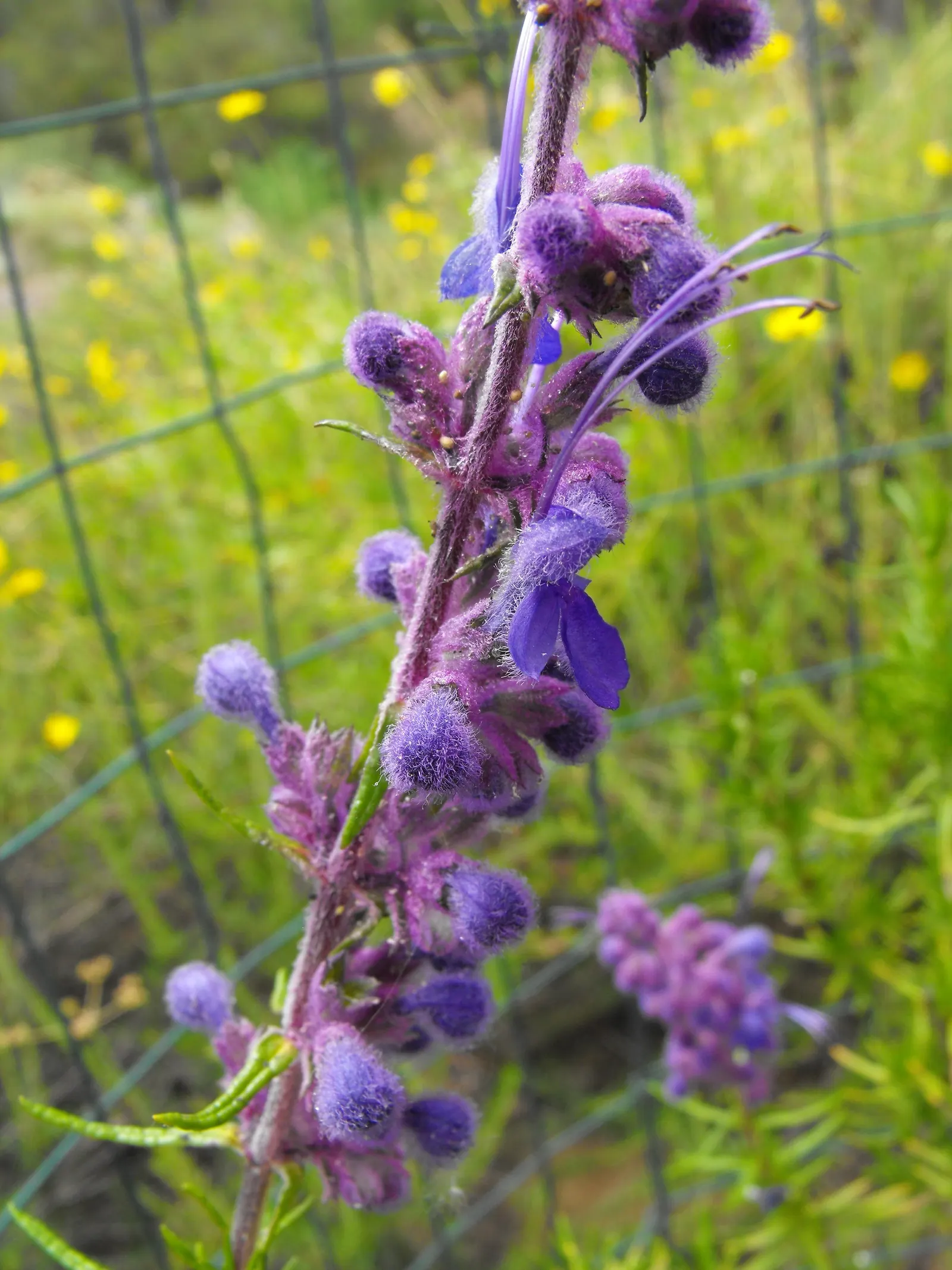 Woolly Blue Curls (Trichostema Lanatum) — Minimal pruning is needed