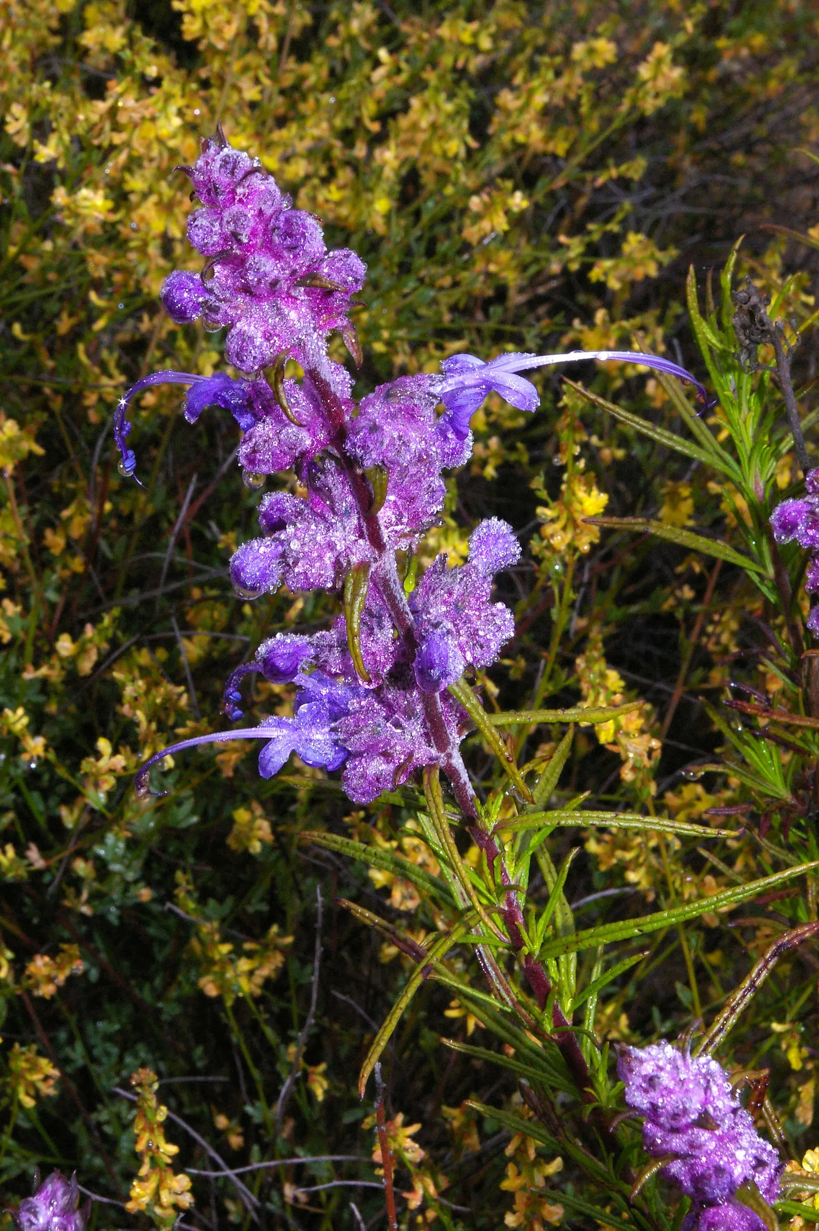 Woolly Blue Curls (Trichostema Lanatum) — curving stamens that create a whimsical