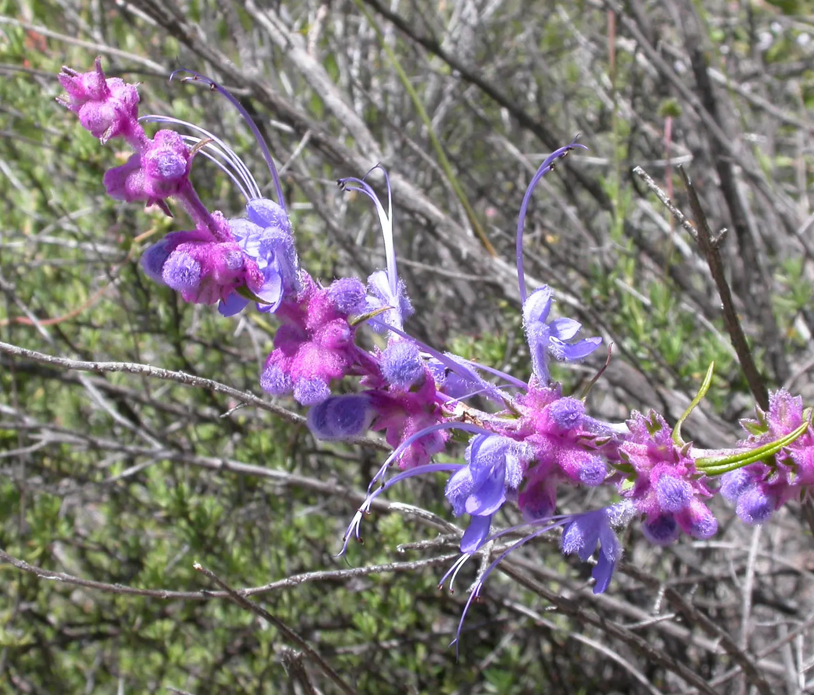 Woolly Blue Curls (Trichostema Lanatum) — Woolly Blue Curls requires well-drained soil and full to partial sun exposure