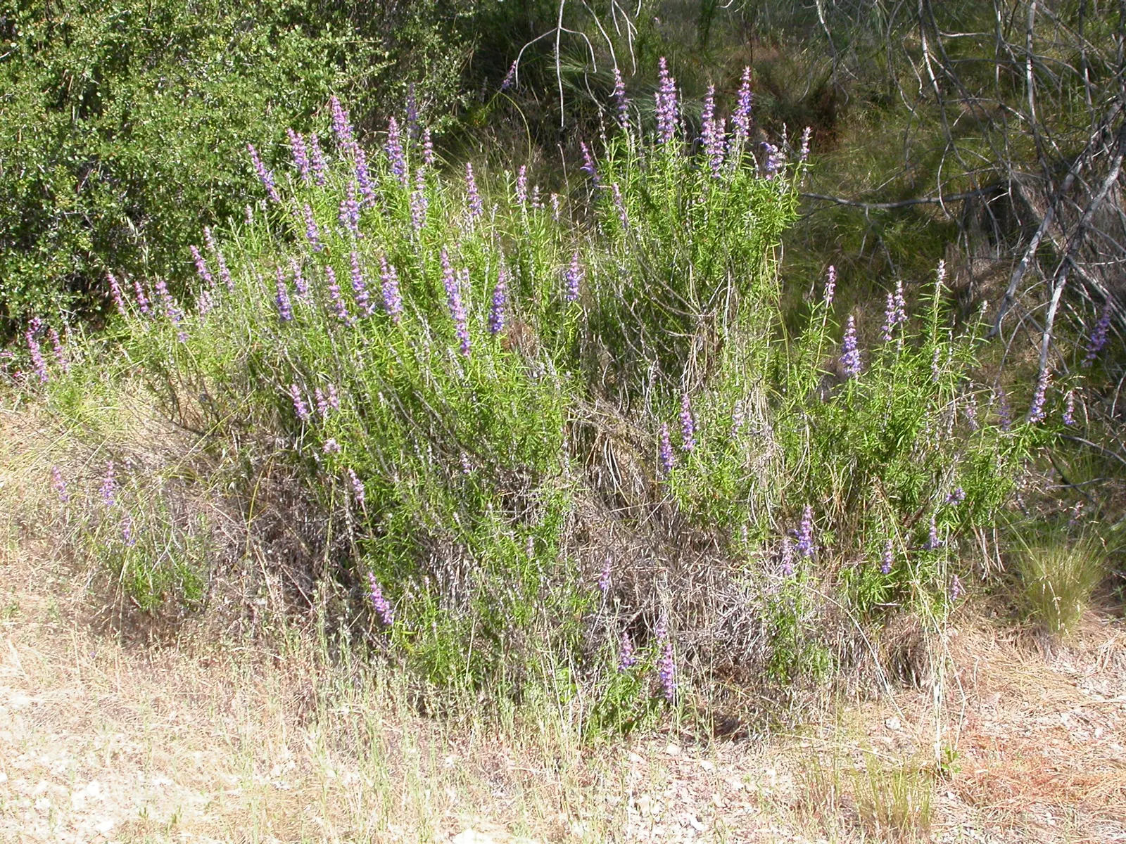 Woolly Blue Curls (Trichostema Lanatum) — consider its Mediterranean origin and use it to create a natural
