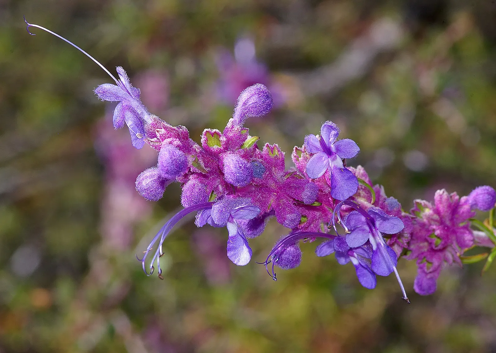 Woolly Blue Curls (Trichostema Lanatum) — Ideal for drought-tolerant gardens, it attracts pollinators and resists deer