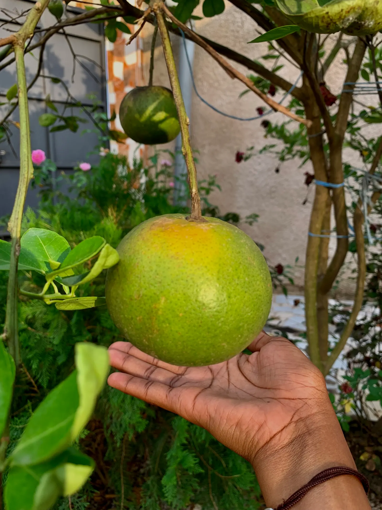 Tangelo (Citrus X Tangelo 'Minnelo') — This semi-dwarf cultivar typically reaches 10-15 feet in height with a comparable spread