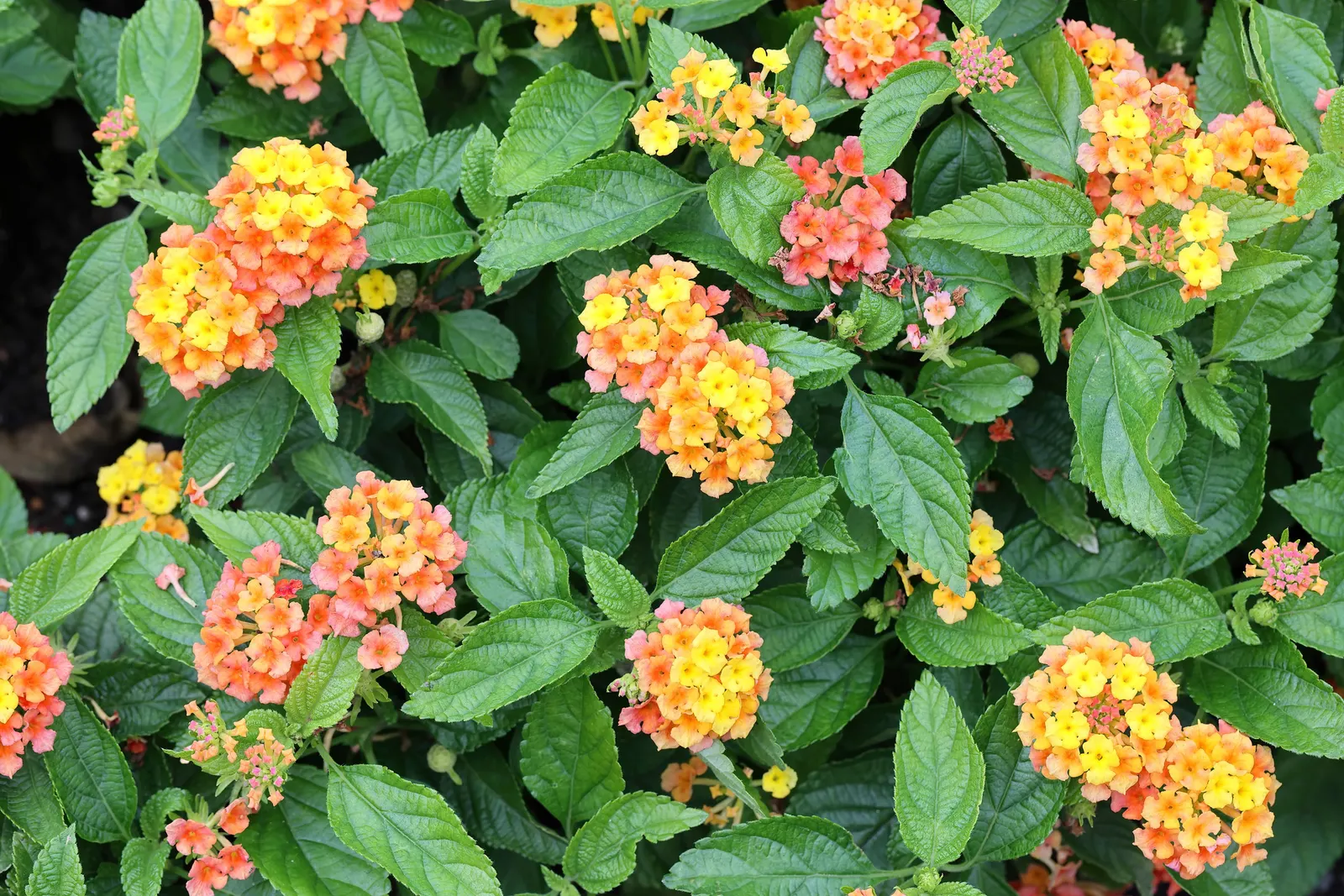 Tangelo (Citrus X Tangelo 'Minnelo') — making it an attractive choice for gardens and edible landscapes