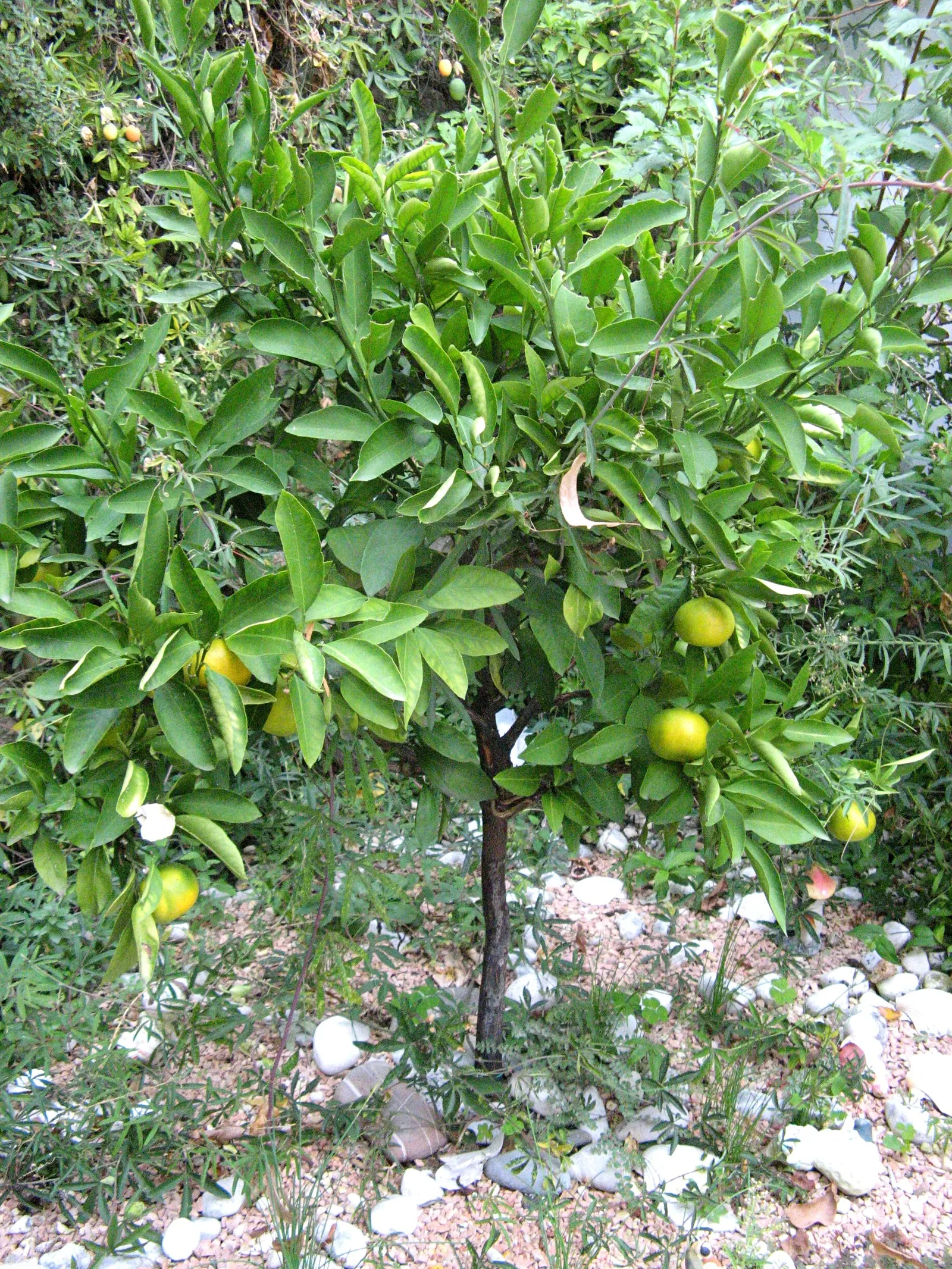 Tangelo (Citrus X Tangelo 'Minnelo') — The Tangelo 'Minnelo' is a hybrid citrus tree (Citrus x tangelo) notable for its fragrant