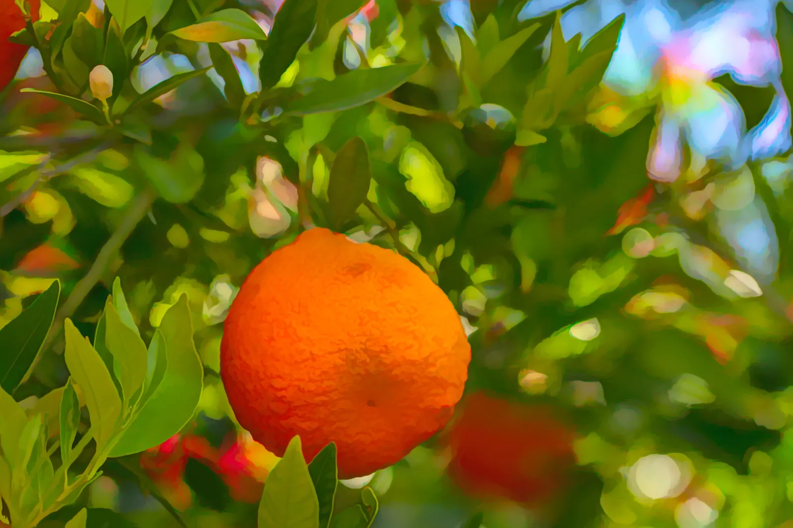 Tangelo (Citrus X Tangelo 'Minnelo') — It thrives in USDA zones 9-11, requiring full sun and well-draining soil