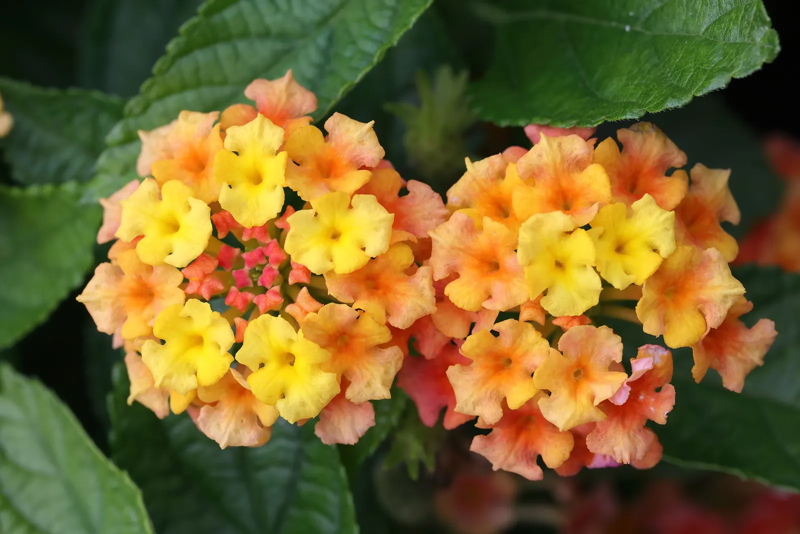Tangelo (Citrus X Tangelo 'Minnelo') — The deep green foliage and bright orange fruit provide year-round interest
