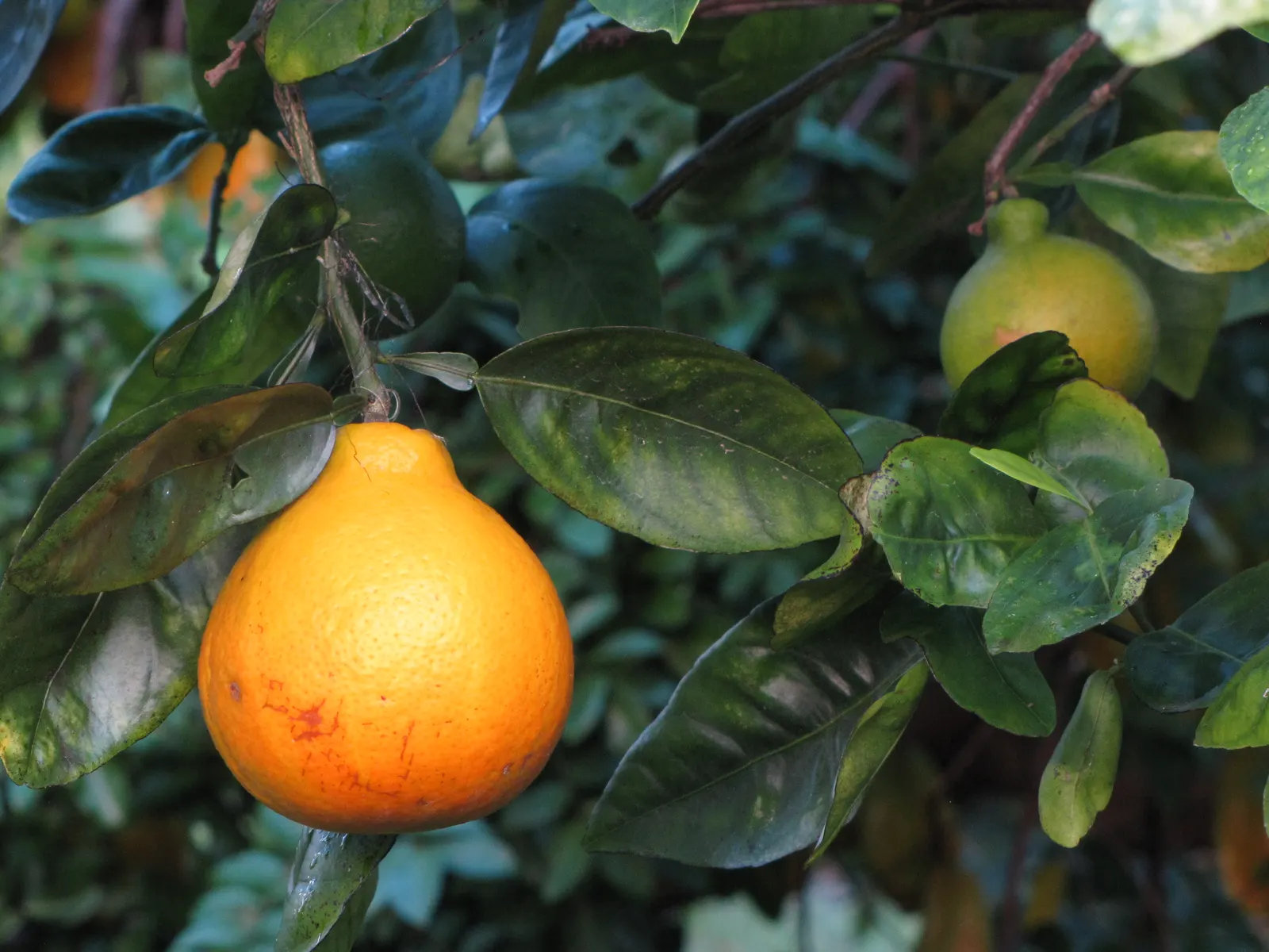 Tangelo (Citrus X Tangelo 'Minnelo') — or Citrus x tangelo \'Minneola\'