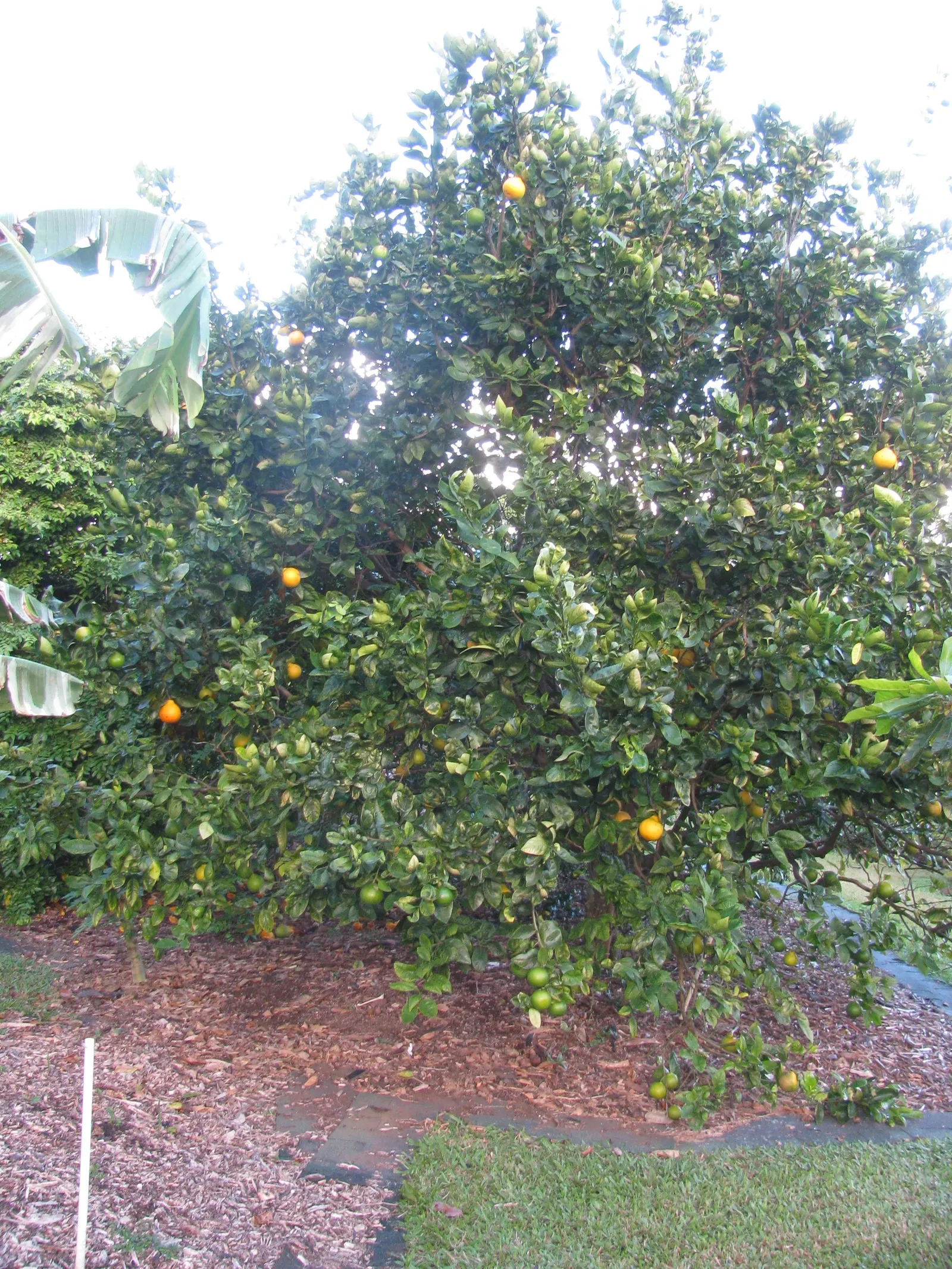 Tangelo (Citrus X Tangelo 'Minnelo') — with peak fruiting in winter
