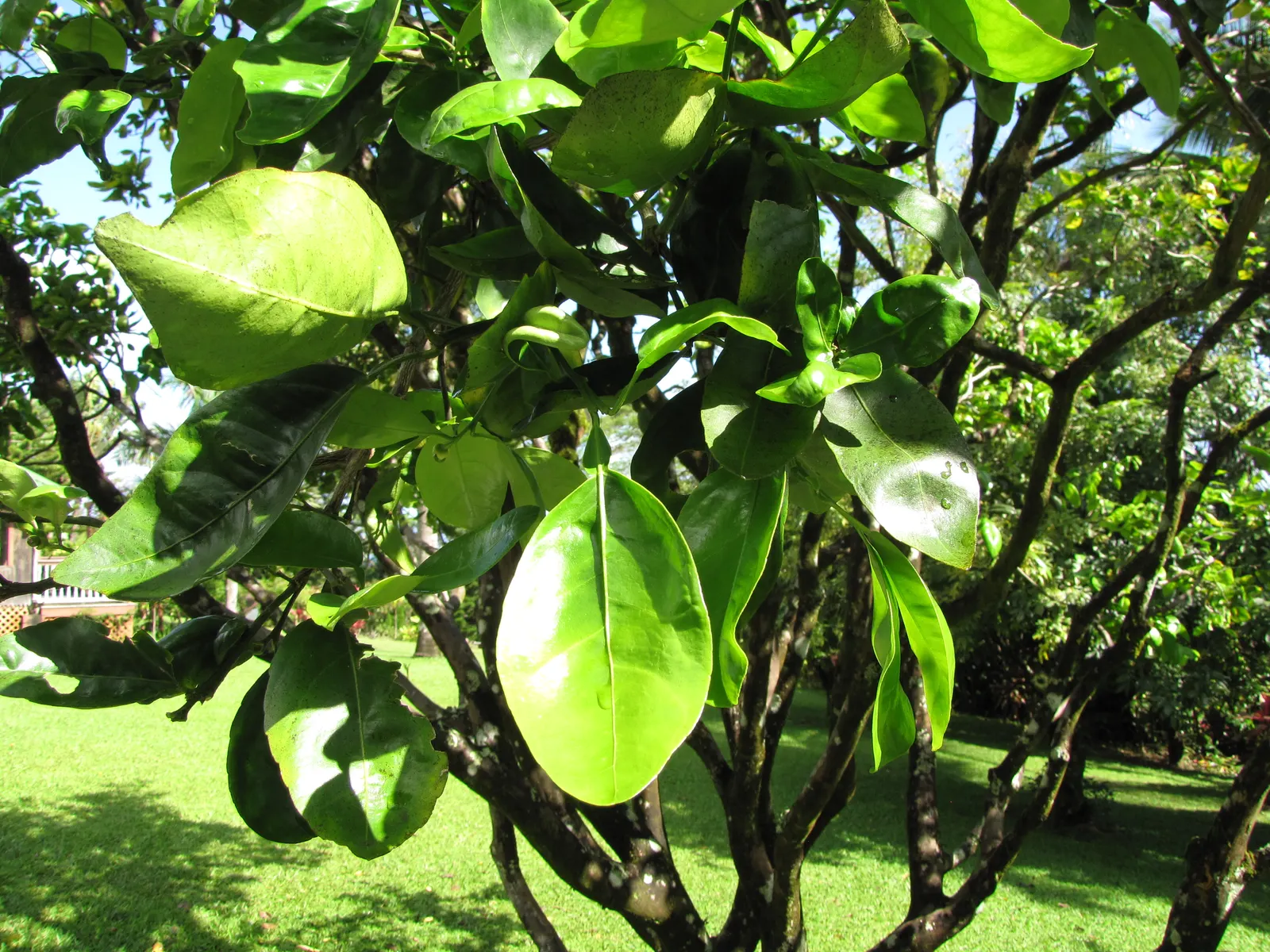 Tangelo (Citrus X Tangelo 'Minnelo') — is a delightful and productive citrus tree that will add a pop of color and fragrance to any landscape design