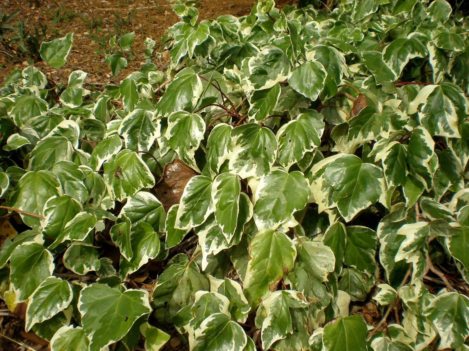 Algerian Ivy (Hedera Algeriensis) — An outstanding choice for your landscape design