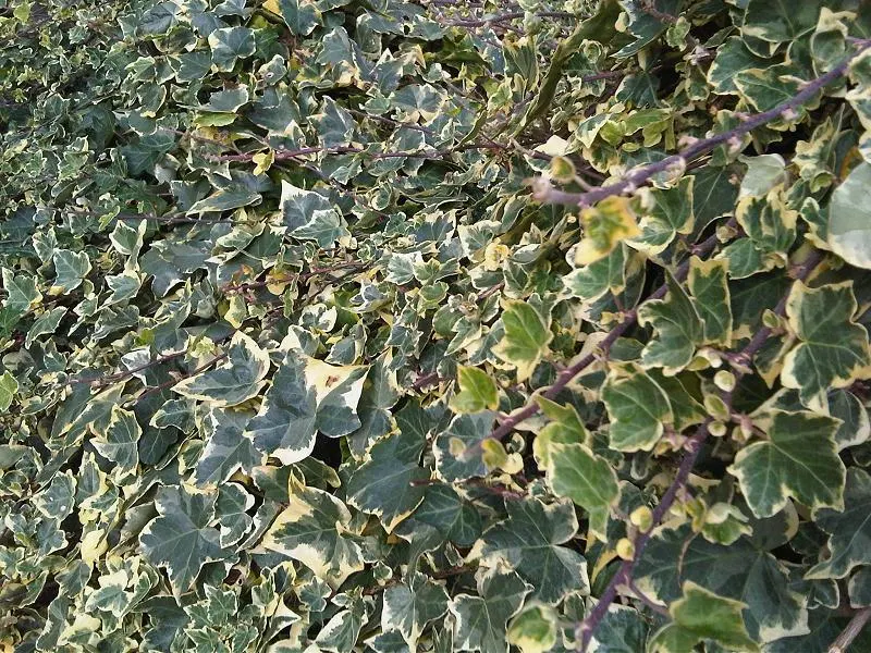 Algerian Ivy (Hedera Algeriensis) — consider the robust nature of Hedera algeriensis