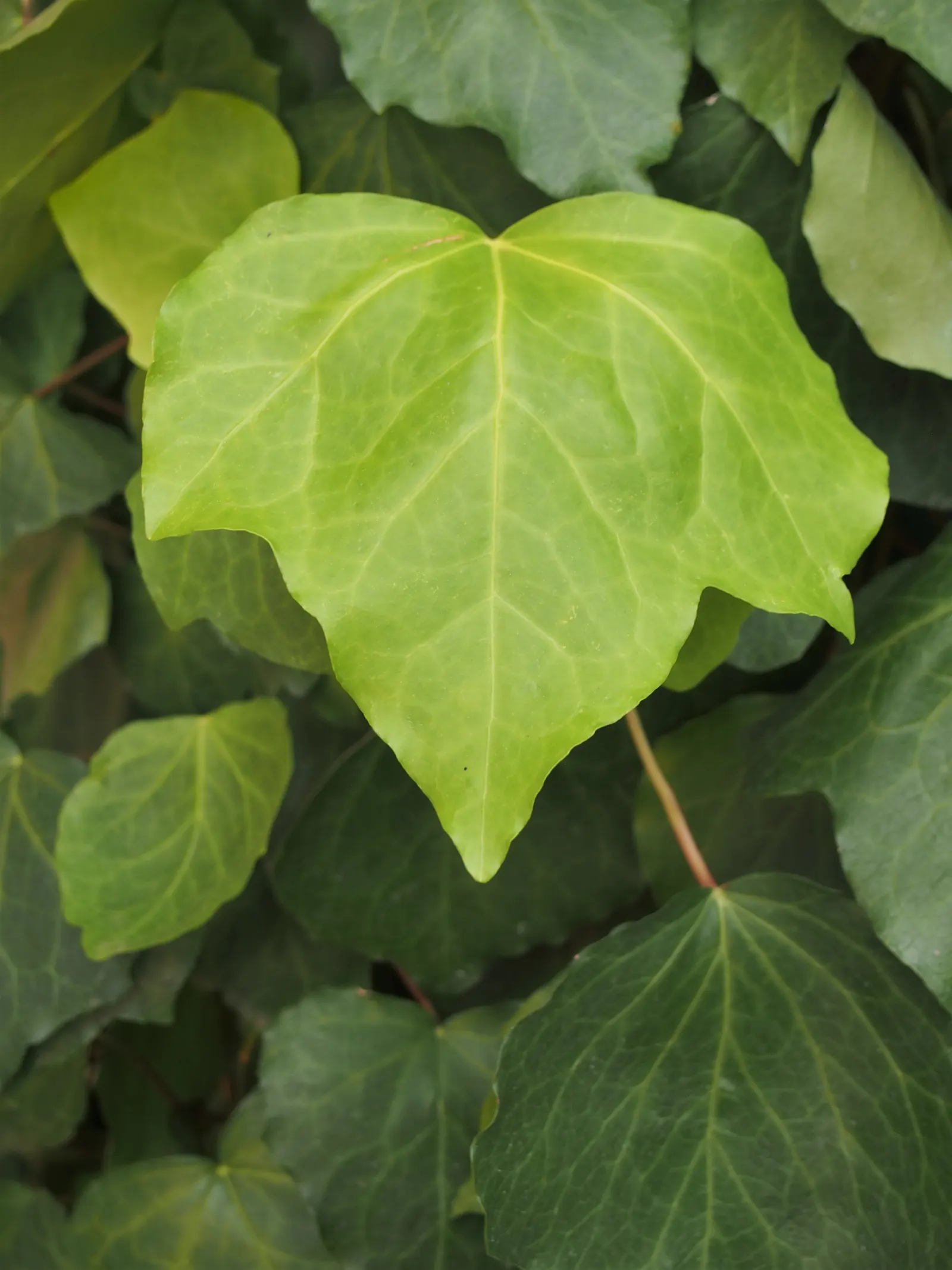 Algerian Ivy (Hedera Algeriensis) — showing a preference for part to full shade