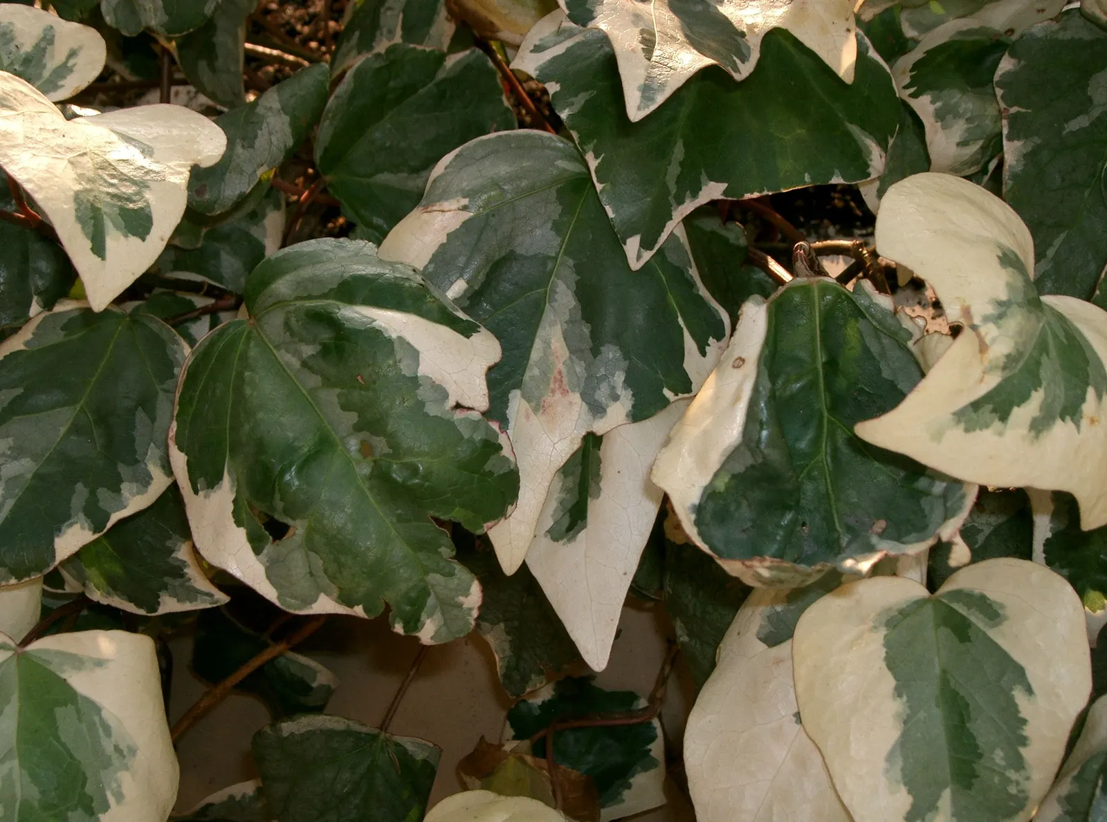 Algerian Ivy (Hedera Algeriensis) — add a layer of mulch to conserve moisture and reduce weed competition.<br><br>As a landscape architect