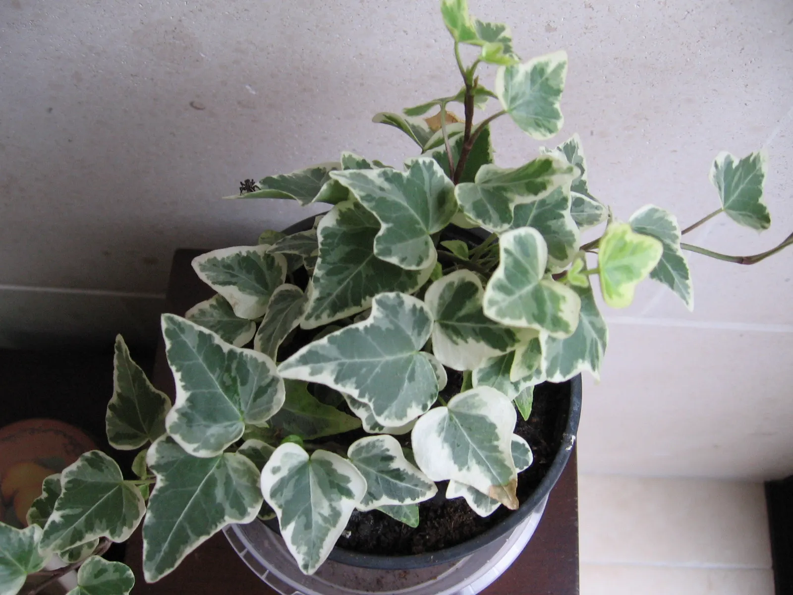 Algerian Ivy (Hedera Algeriensis) — This species does require well-draining soil, and it's generally drought tolerant once established