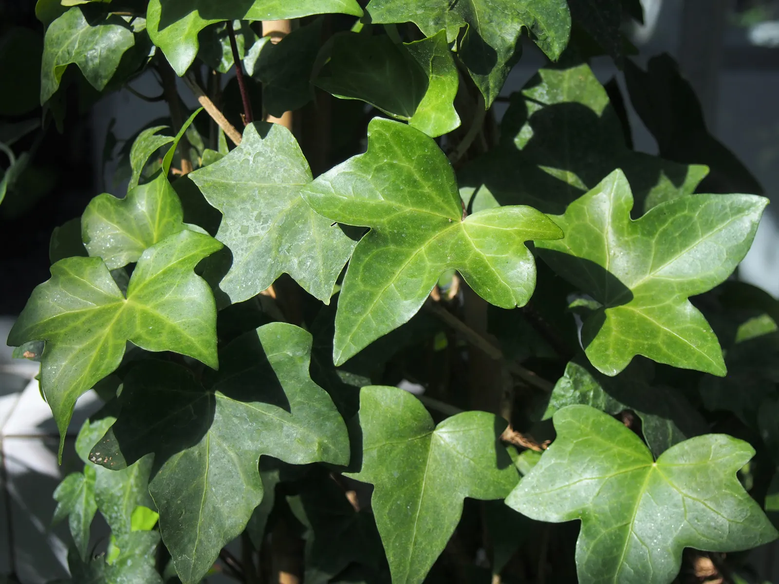Algerian Ivy (Hedera Algeriensis) — leathery leaves spanning up to 8 inches wide