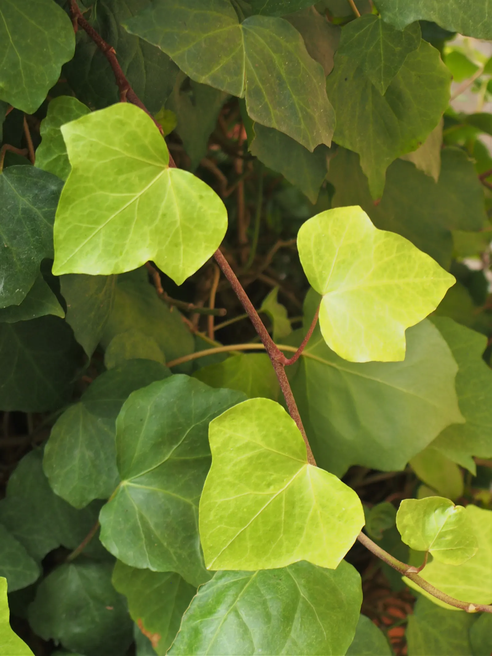 Algerian Ivy (Hedera Algeriensis) — Algerian Ivy thrives in USDA Hardiness Zones 7 through 10
