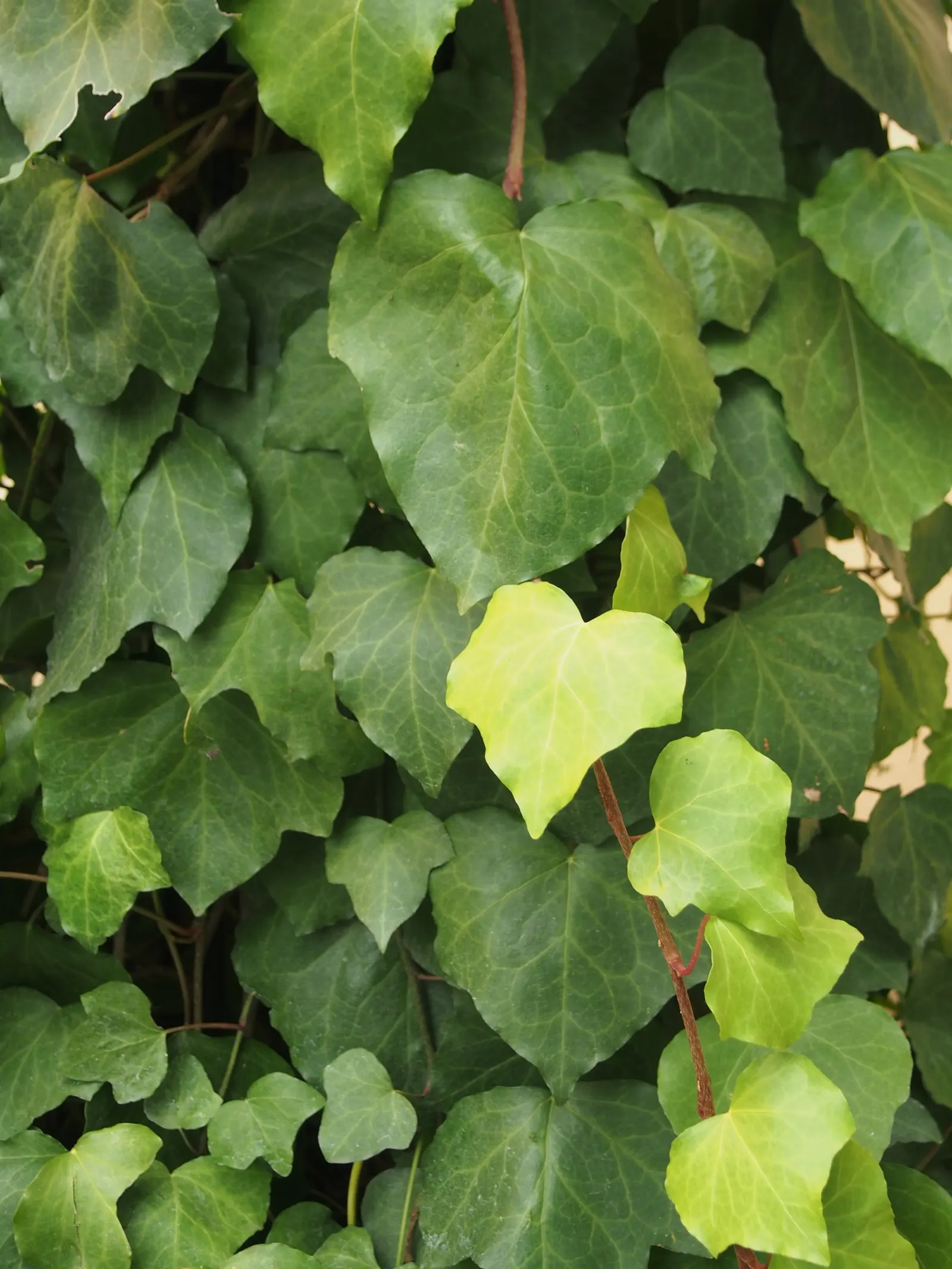 Algerian Ivy (Hedera Algeriensis) — making it an excellent ground cover or a graceful drapery for walls and fences