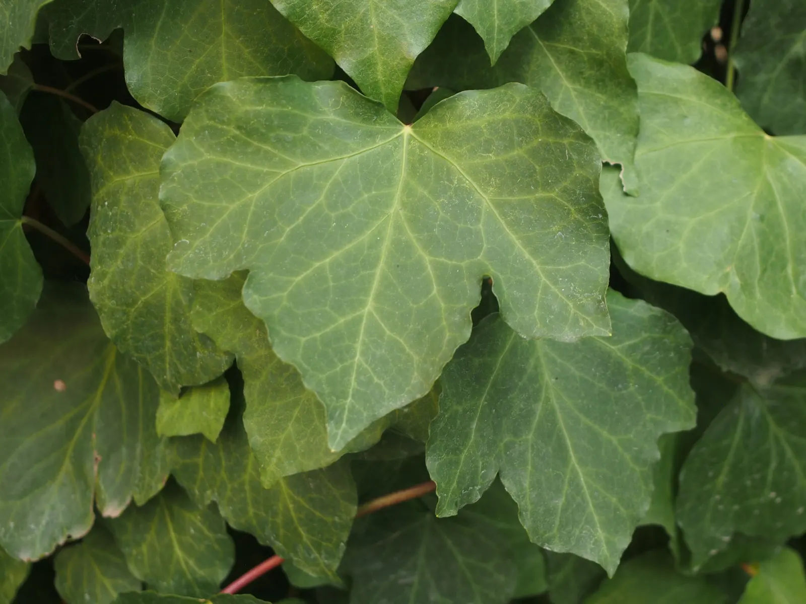 Algerian Ivy (Hedera Algeriensis) — is a vigorous evergreen vine with broad