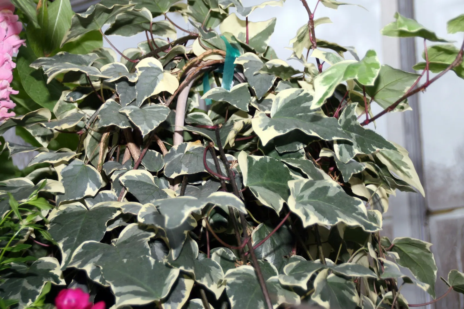 Algerian Ivy (Hedera Algeriensis) — ensuring it has the space to grow without overwhelming other plantings