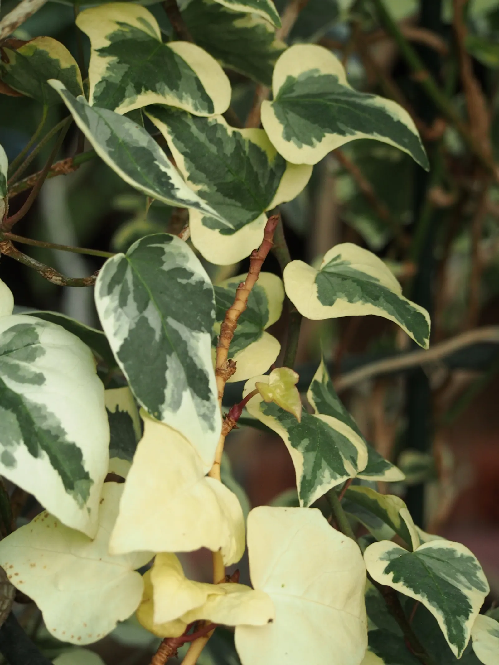 Algerian Ivy (Hedera Algeriensis) — Zones 7-10 suit its growth needs, with minimal maintenance required