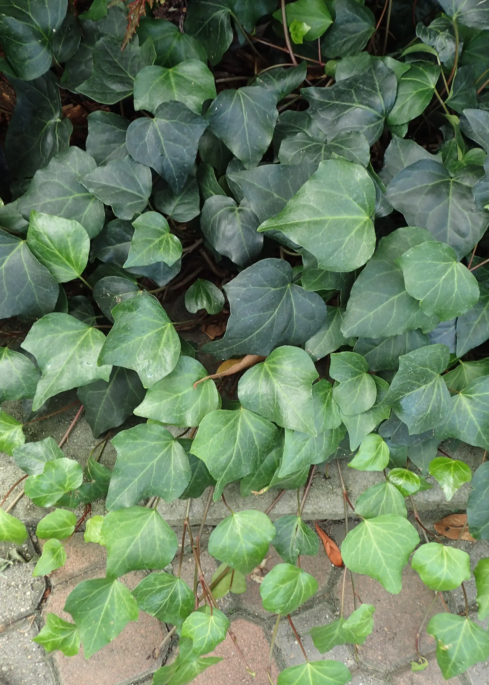 Algerian Ivy (Hedera Algeriensis) — This hardy ground cover can climb 30-40 feet with support but spreads horizontally if untrained