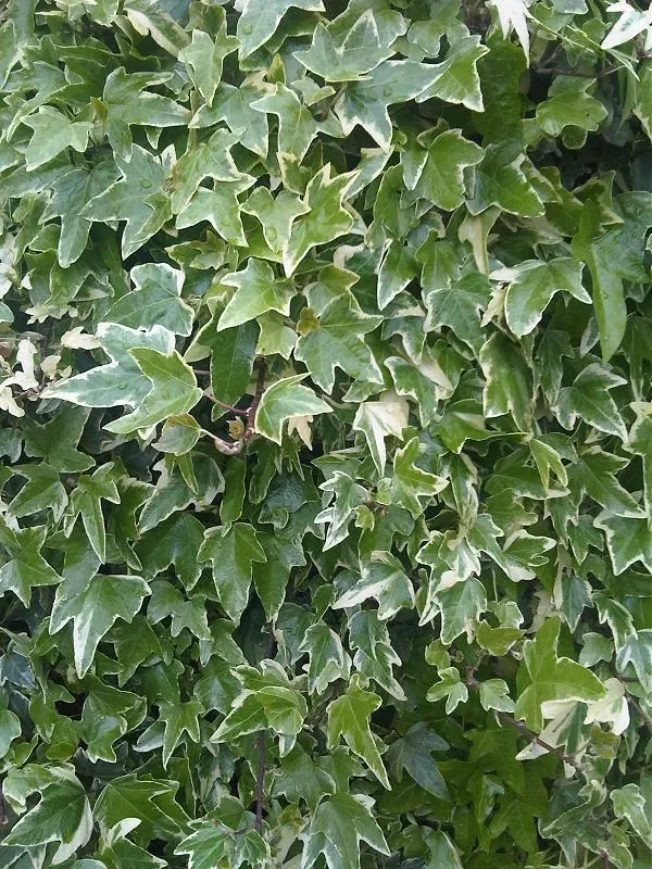 Algerian Ivy (Hedera Algeriensis) — Algerian Ivy can grow as much as 12 inches per year