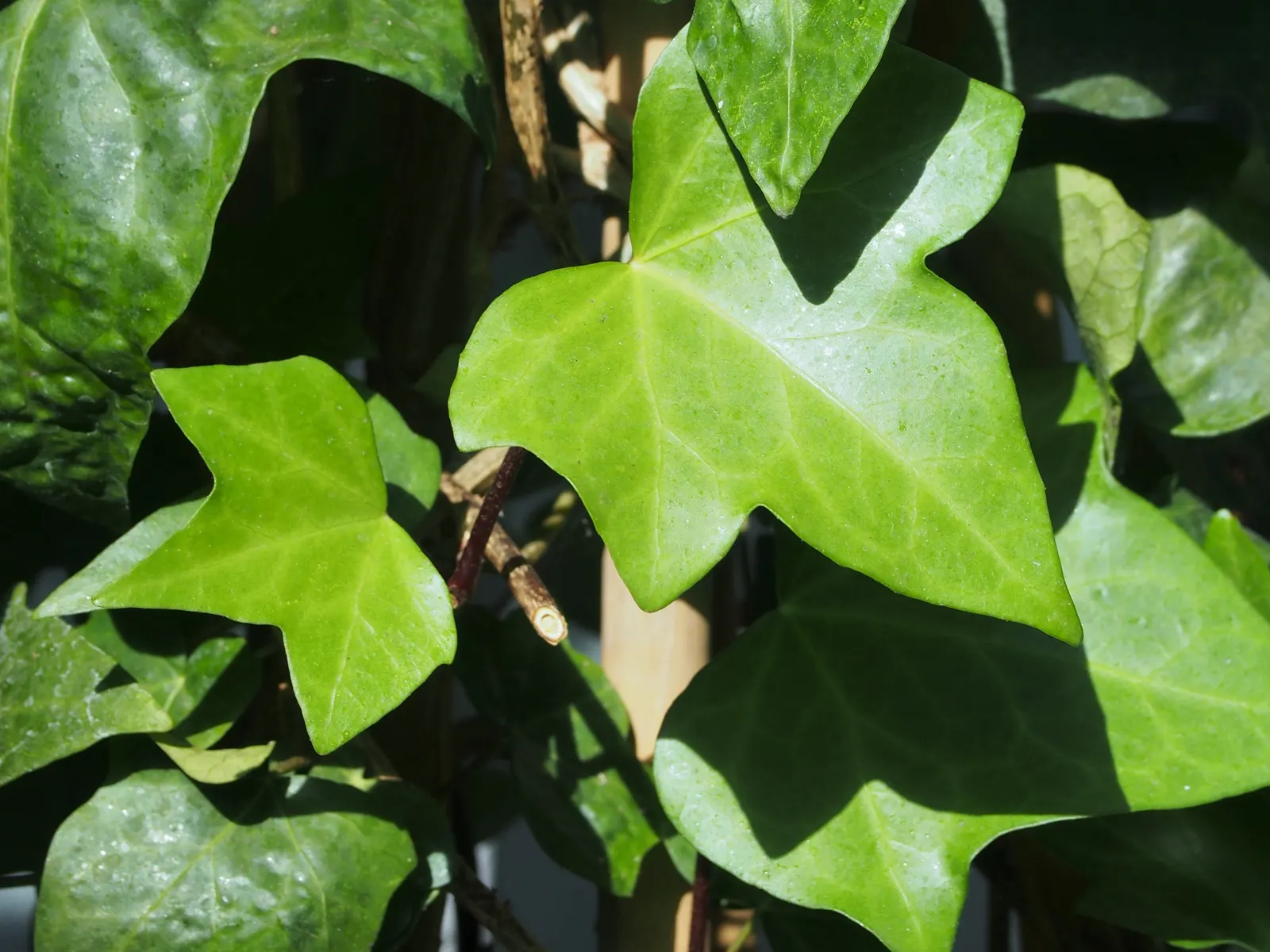 Algerian Ivy (Hedera Algeriensis) — Its deep green foliage showcases prominent white veins