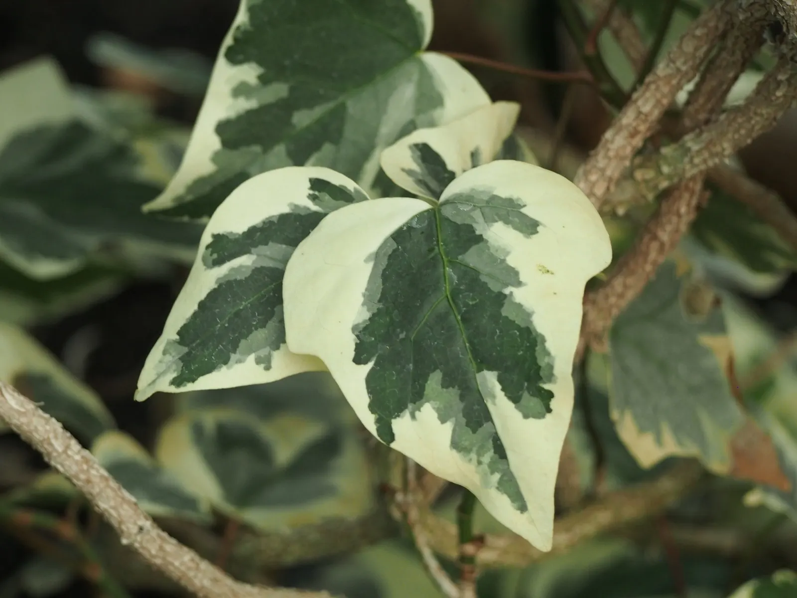 Algerian Ivy (Hedera Algeriensis) — Its adaptability to low light and drought makes it a resilient choice for various landscapes