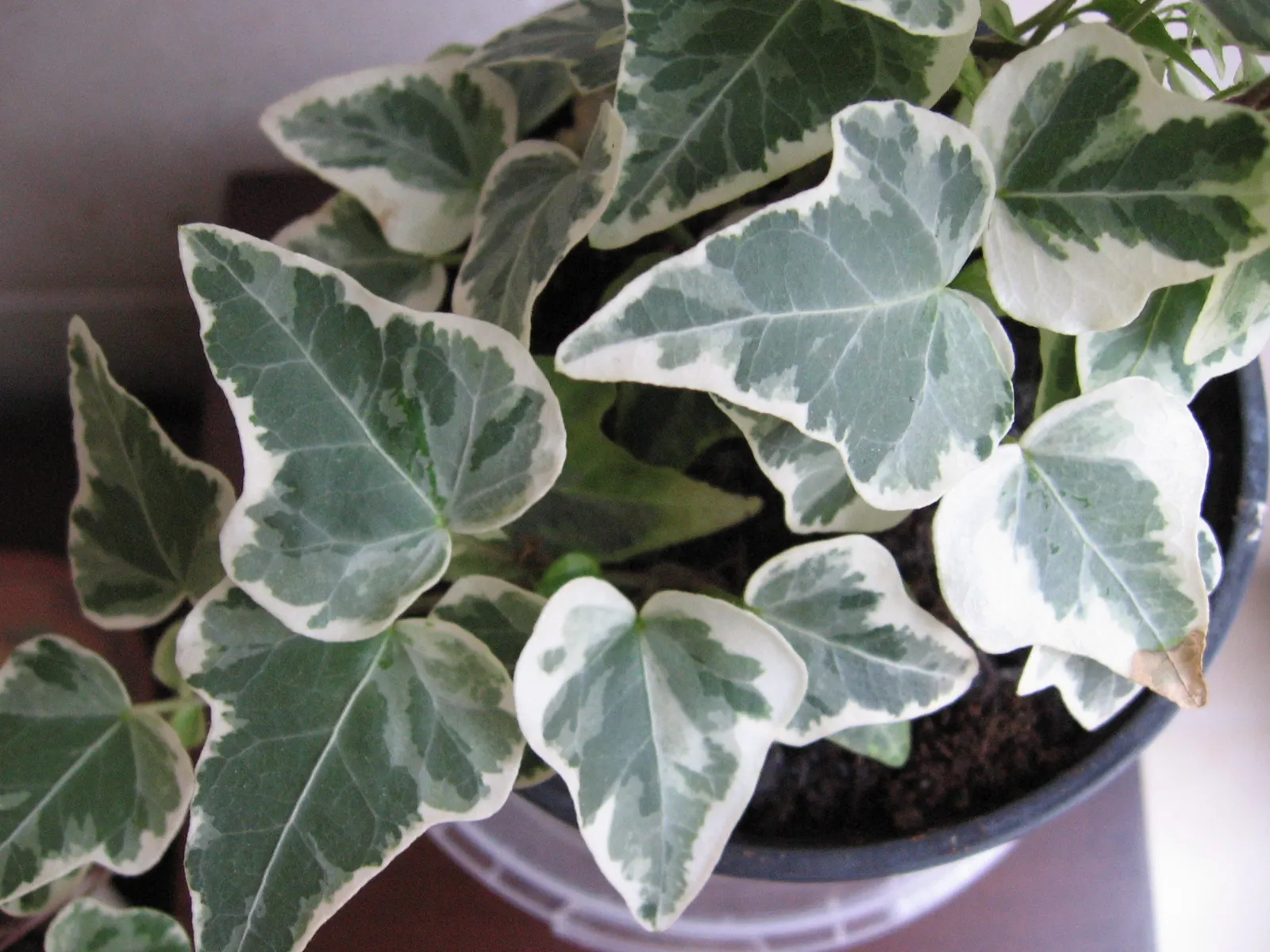 Algerian Ivy (Hedera Algeriensis) — being larger than those of the common English Ivy