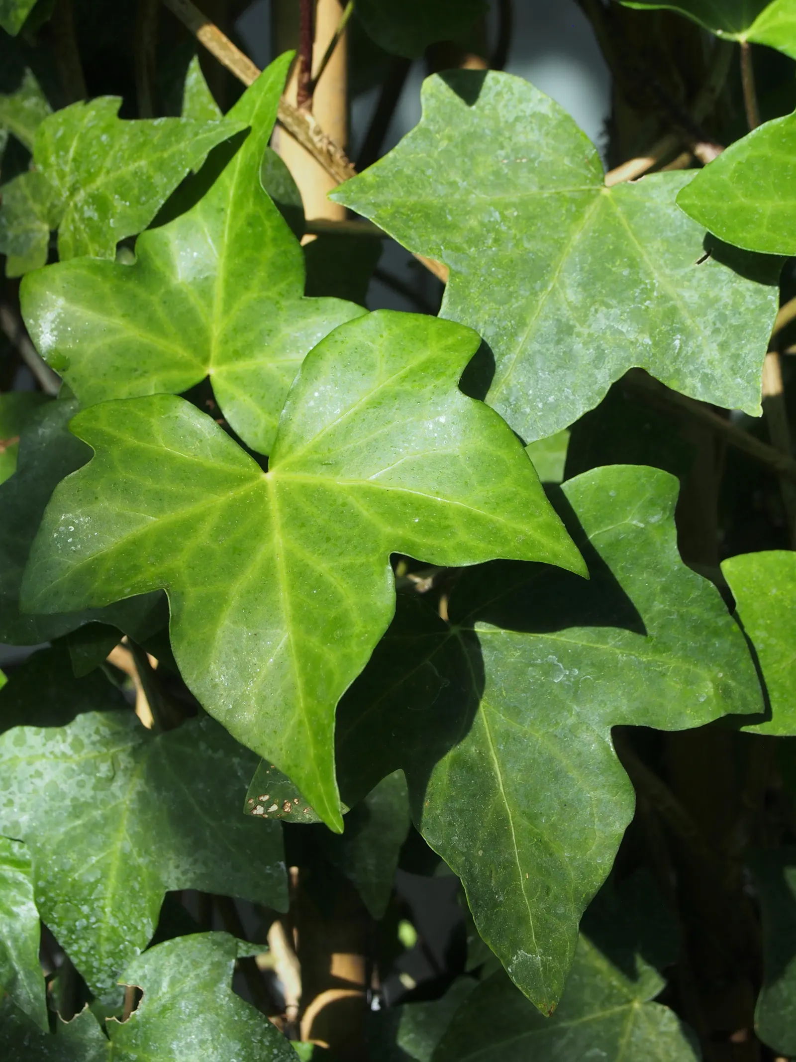 Algerian Ivy (Hedera Algeriensis) — though it can tolerate sunnier spots with adequate moisture.<br><br>In an optimal environment