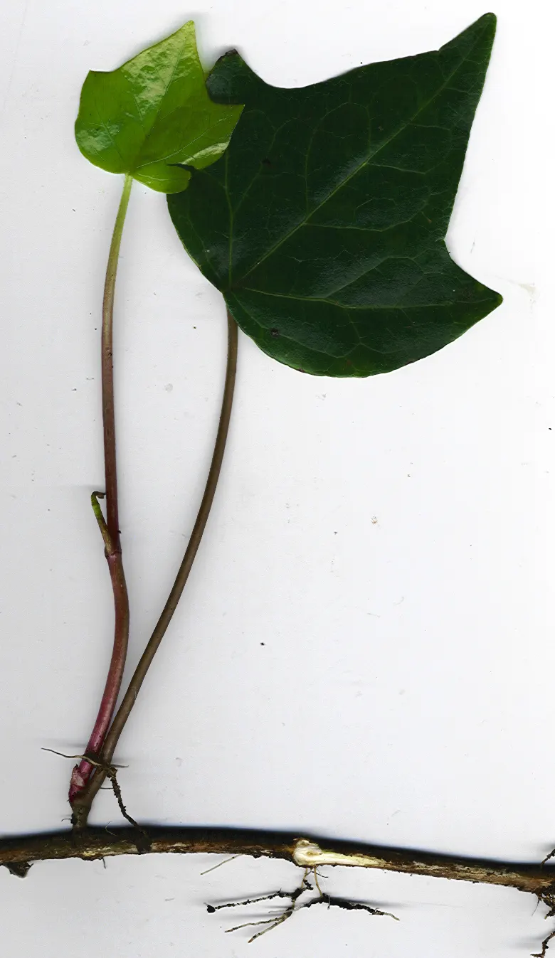 Algerian Ivy (Hedera Algeriensis) — displaying a glossy texture and a deep green hue with prominent white veins