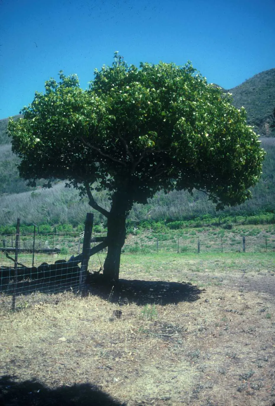 Algerian Ivy (Hedera Algeriensis) — scientifically known as Hedera algeriensis