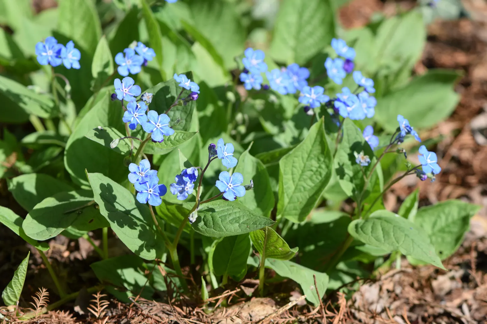 Blue-Eyed Mary, Creeping Forget-Me- (Omphalodes Verna) — typically reaching a height of 4 to 6 inches; they emerge in early spring and persist, image 85