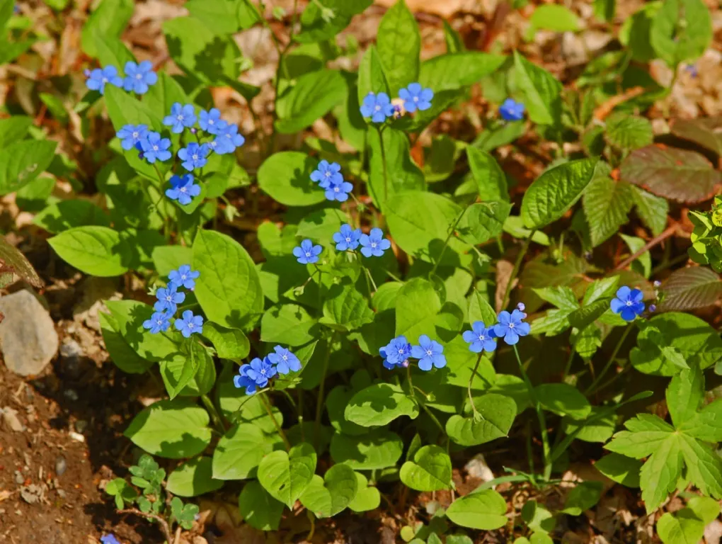 Blue-Eyed Mary, Creeping Forget-Me- (Omphalodes Verna) — The plant exhibits a lush; typically reaching a height of 4 to 6 inches, image 84
