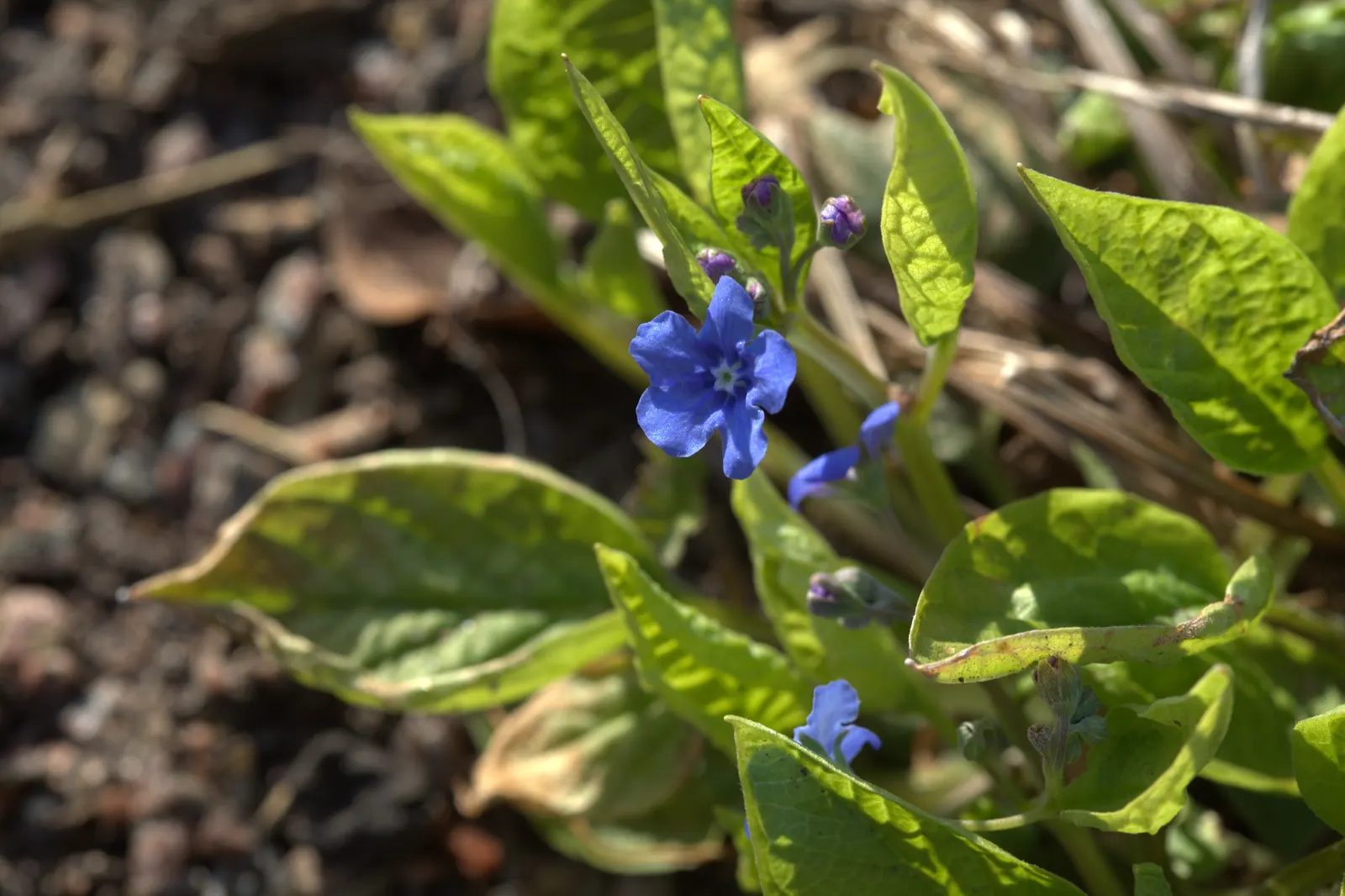 Blue-Eyed Mary, Creeping Forget-Me- (Omphalodes Verna) — and offers a charming carpet of color under deciduous trees or in shaded borders