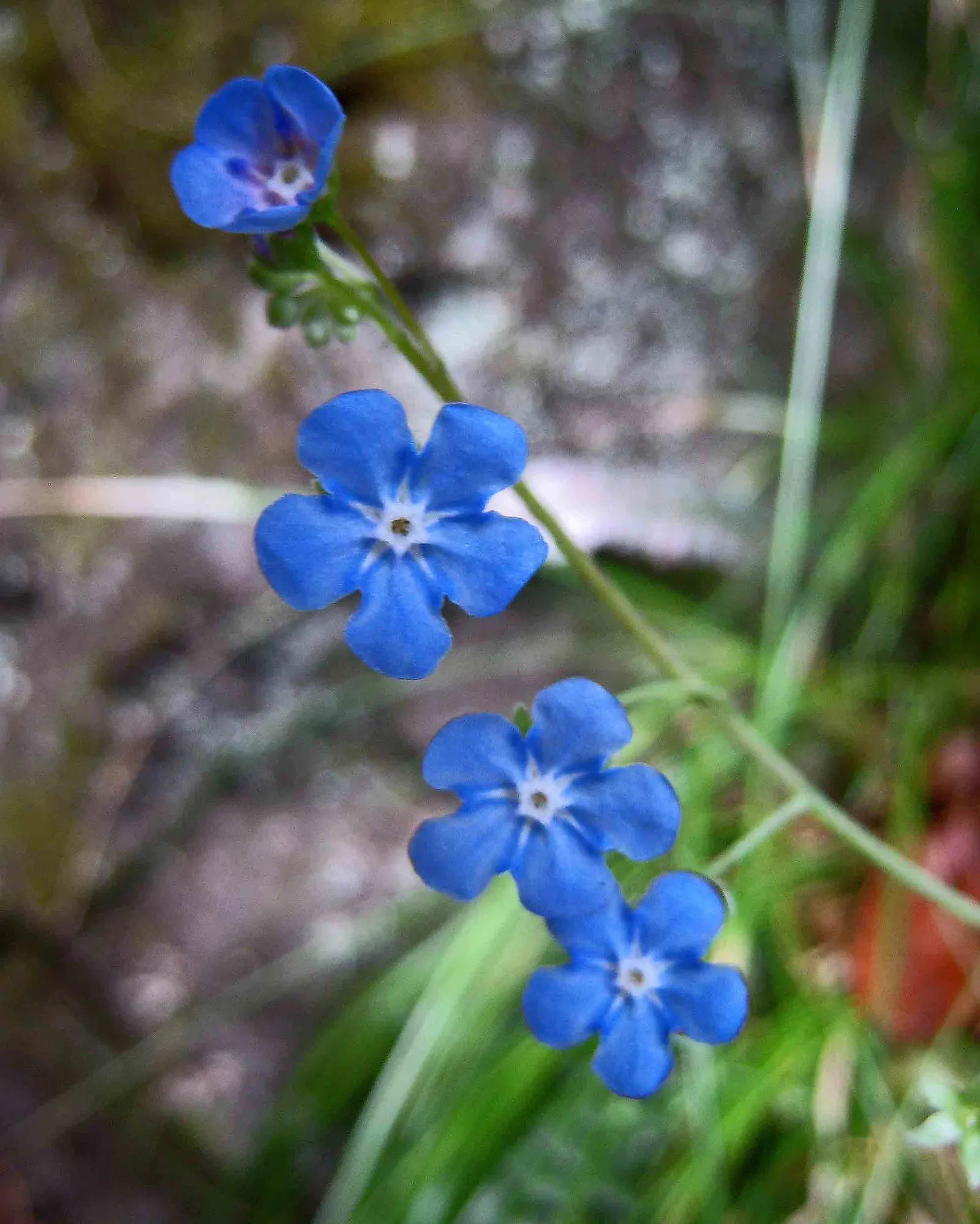 Blue-Eyed Mary, Creeping Forget-Me- (Omphalodes Verna) — ground cover / perennial with blue and multi-colored blooms; which contrast beautifully with its glossy