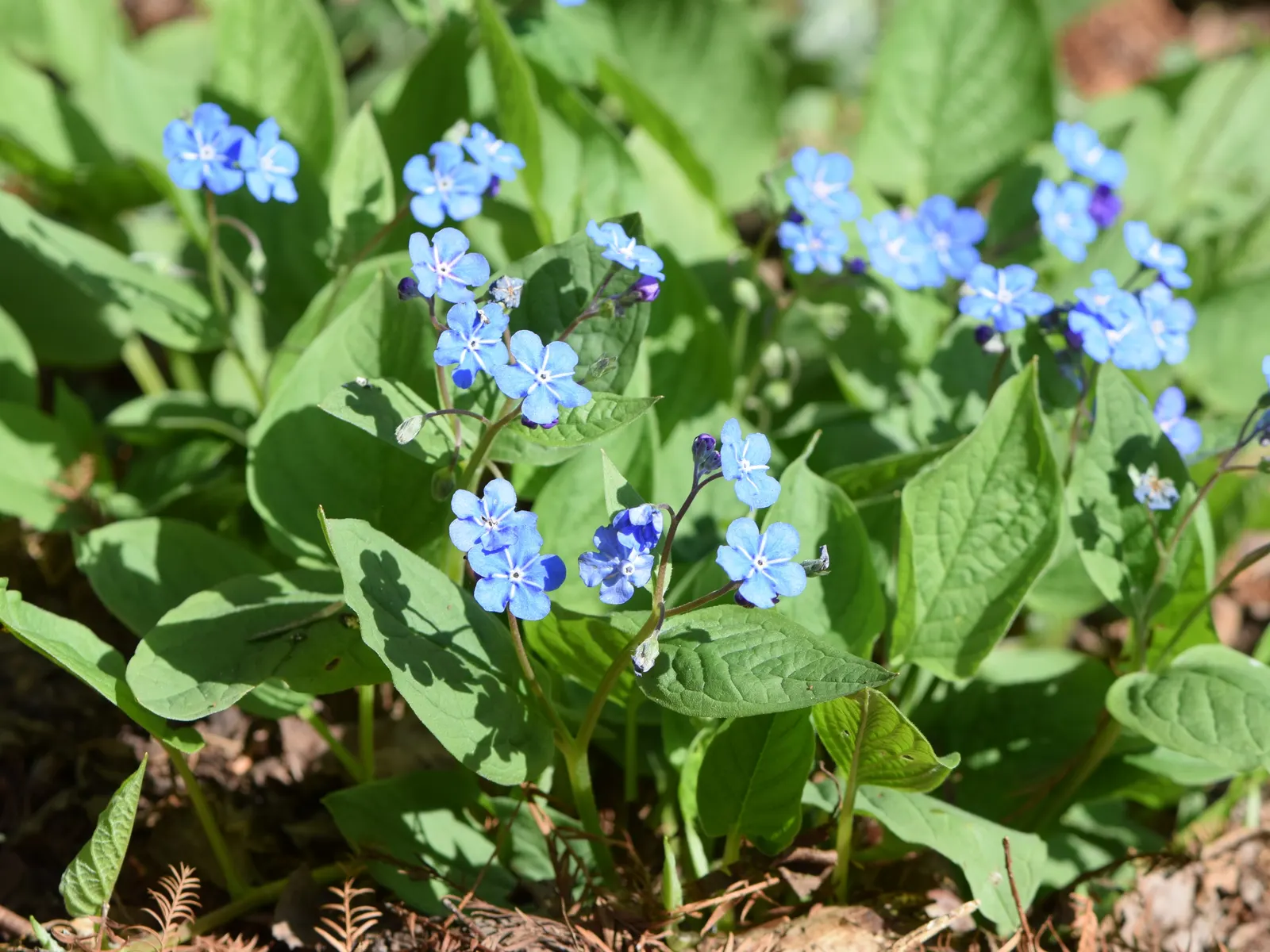 Blue-Eyed Mary, Creeping Forget-Me- (Omphalodes Verna) — inviting clients to enjoy a serene and picturesque garden scene; is an herbaceous, image 97