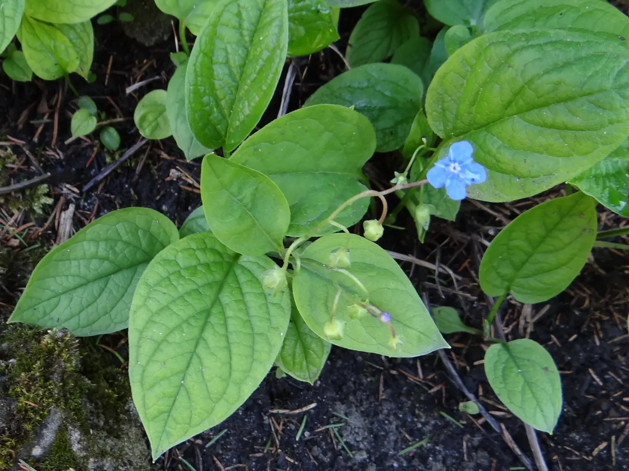 Blue-Eyed Mary, Creeping Forget-Me- (Omphalodes Verna) — or more formally known as the Omphalodes verna; each adorned with a bright white eye, image 56