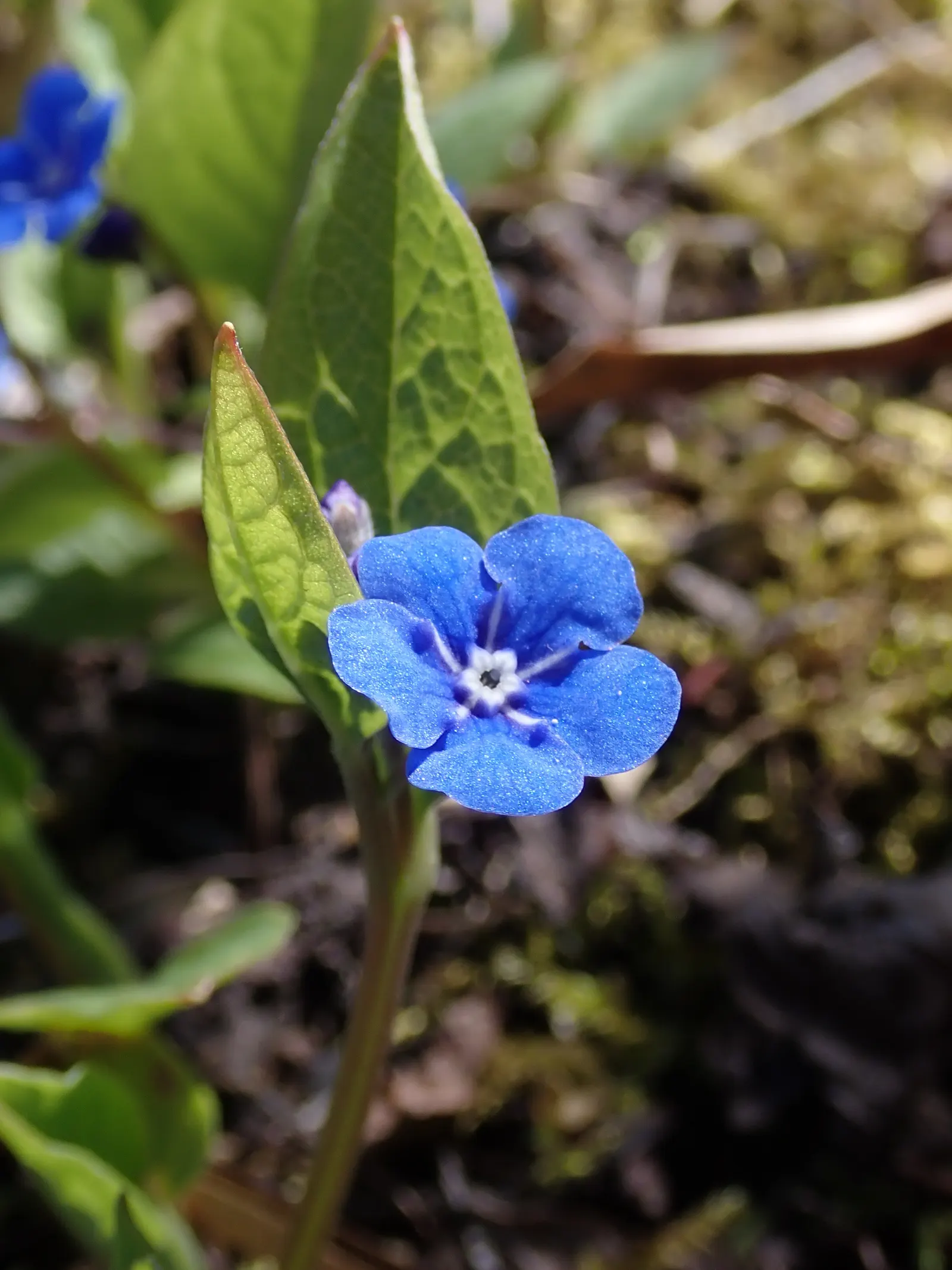 Blue-Eyed Mary, Creeping Forget-Me- (Omphalodes Verna) — with a spread of 12 to 18 inches; ground cover / perennial with blue and multi-colored, image 86