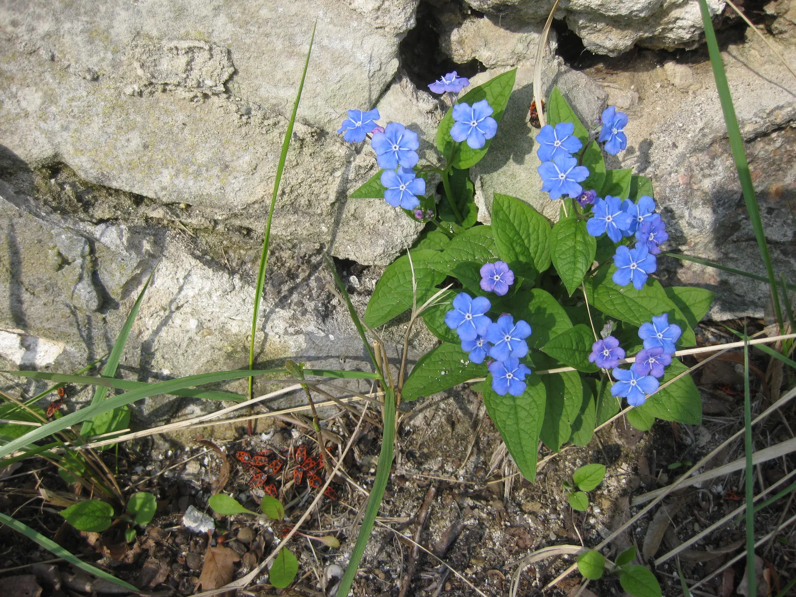 Blue-Eyed Mary, Creeping Forget-Me- (Omphalodes Verna) — is an herbaceous perennial known for its striking sky-blue flowers with white centers, image 51