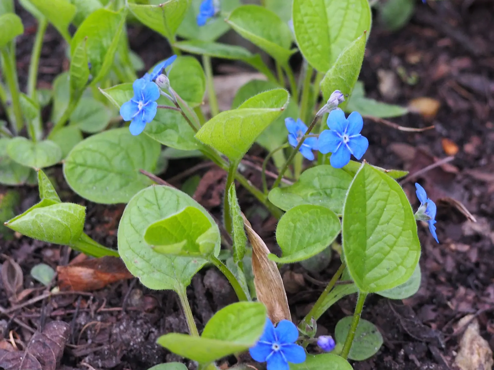 Blue-Eyed Mary, Creeping Forget-Me- (Omphalodes Verna) — each adorned with a bright white eye
