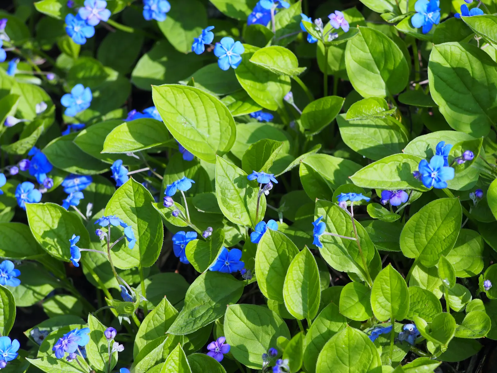 Blue-Eyed Mary, Creeping Forget-Me- (Omphalodes Verna) — inviting clients to enjoy a serene and picturesque garden scene