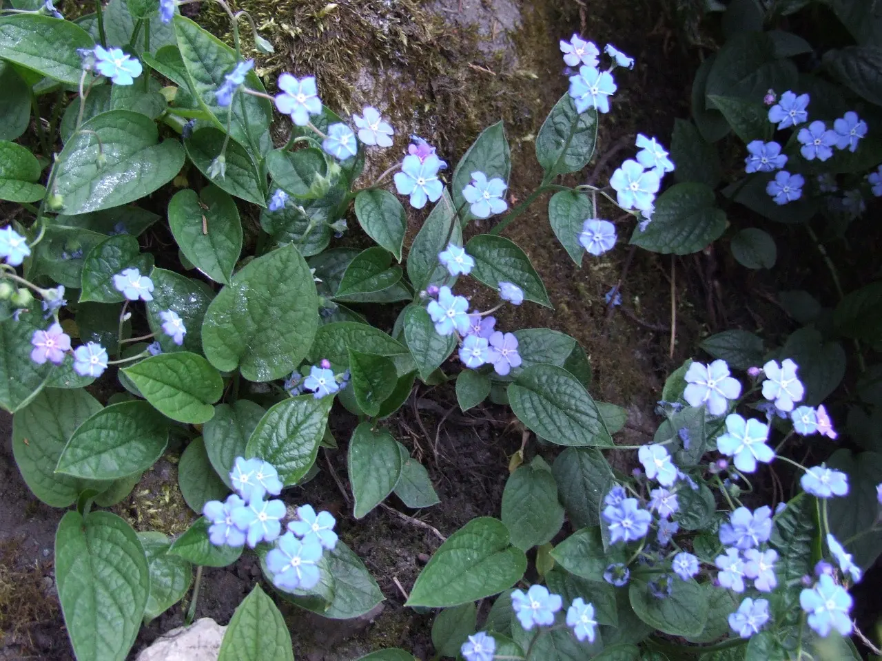 Blue-Eyed Mary, Creeping Forget-Me- (Omphalodes Verna) — Thriving in partial shade, it forms lush mats reaching 4-6 inches tall with a spread of up to 12