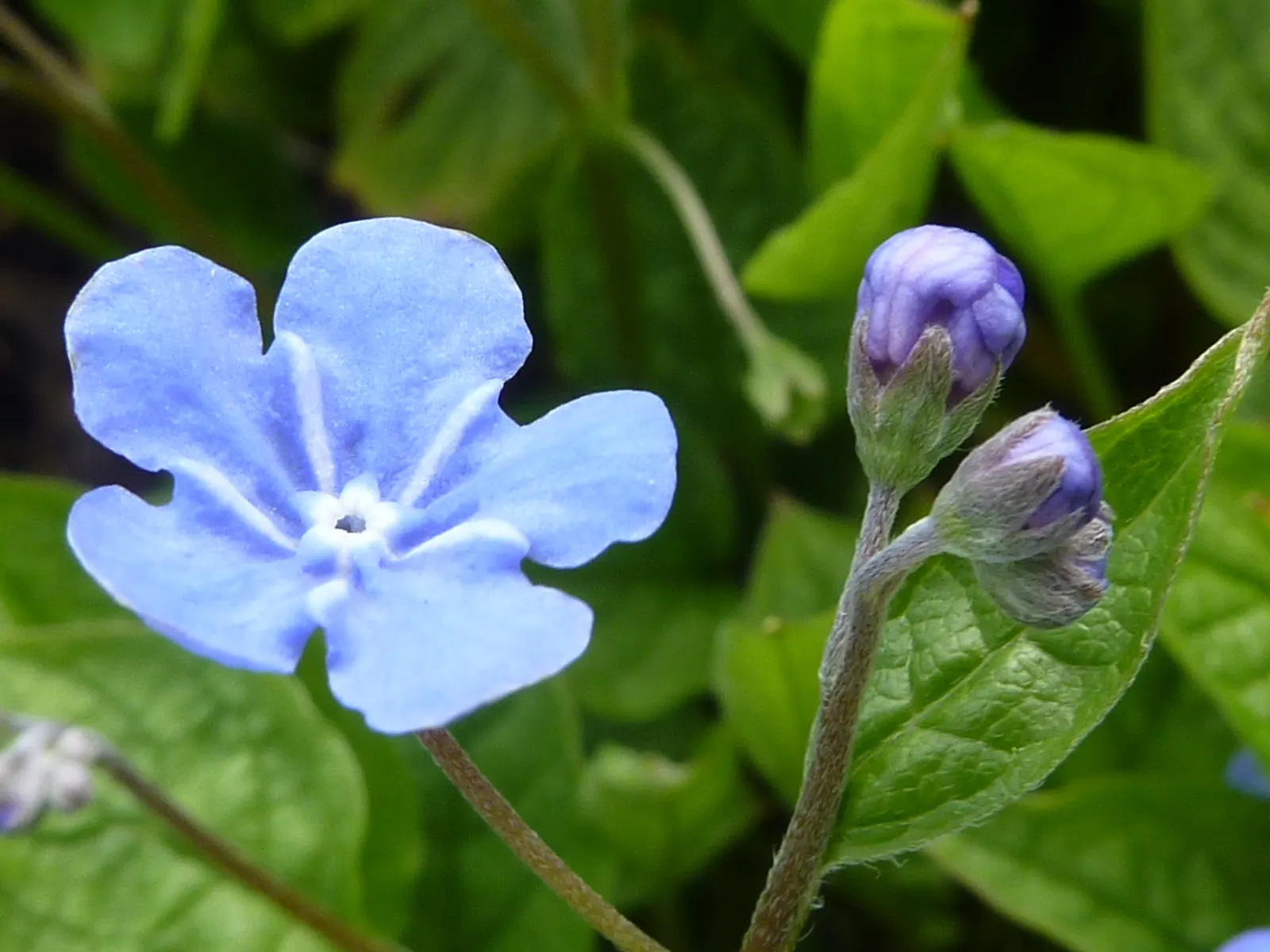 Blue-Eyed Mary, Creeping Forget-Me- (Omphalodes Verna) — ground cover / perennial for half or shade; inviting clients to enjoy a serene and, image 75