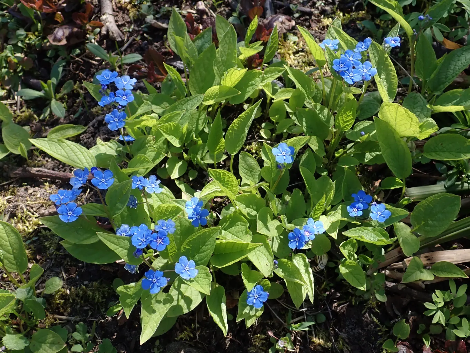 Blue-Eyed Mary, Creeping Forget-Me- (Omphalodes Verna) — requiring minimal upkeep beyond occasional watering during dry periods.<br><br>When, image 96