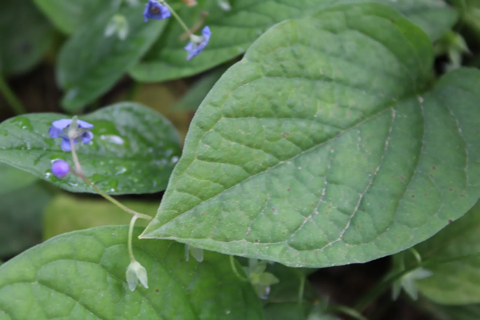 Blue-Eyed Mary, Creeping Forget-Me- (Omphalodes Verna) — and offers a charming carpet of color under deciduous trees or in shaded borders; is a, image 80