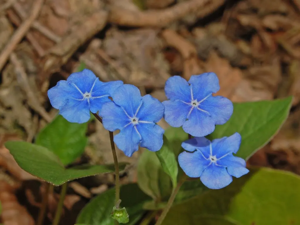 Blue-Eyed Mary, Creeping Forget-Me- (Omphalodes Verna) — with a spread of 12 to 18 inches