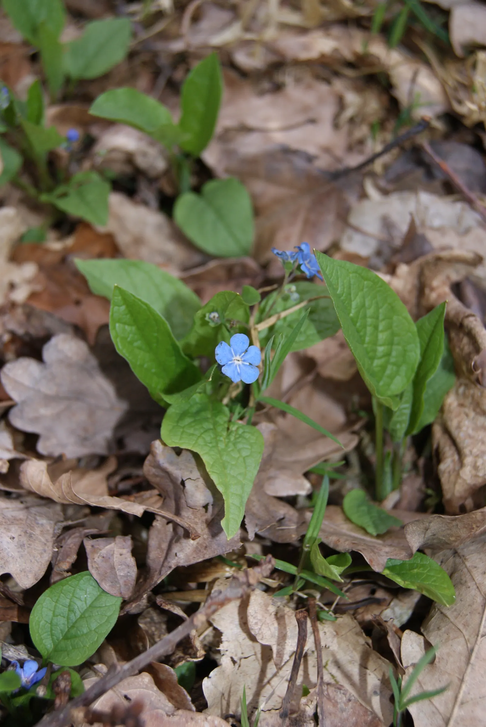 Blue-Eyed Mary, Creeping Forget-Me- (Omphalodes Verna) — Ideal for woodland gardens; well-drained soil with a rich organic composition and thrives in partial