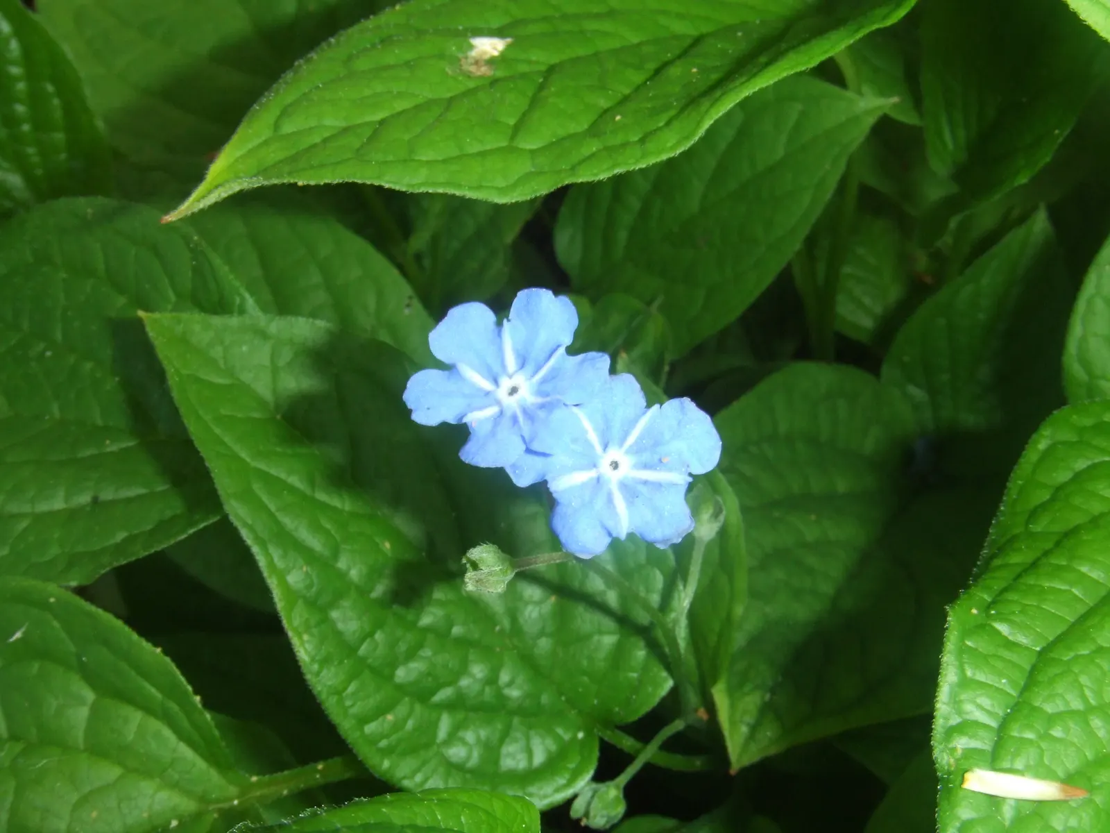 Blue-Eyed Mary, Creeping Forget-Me- (Omphalodes Verna) — ground cover / perennial for half or shade; inviting clients to enjoy a serene and picturesque garden